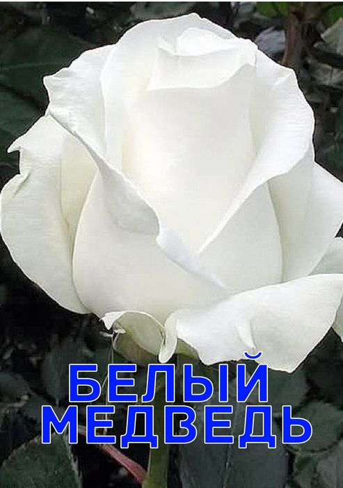 Розы всех сортов саженцы Оптом