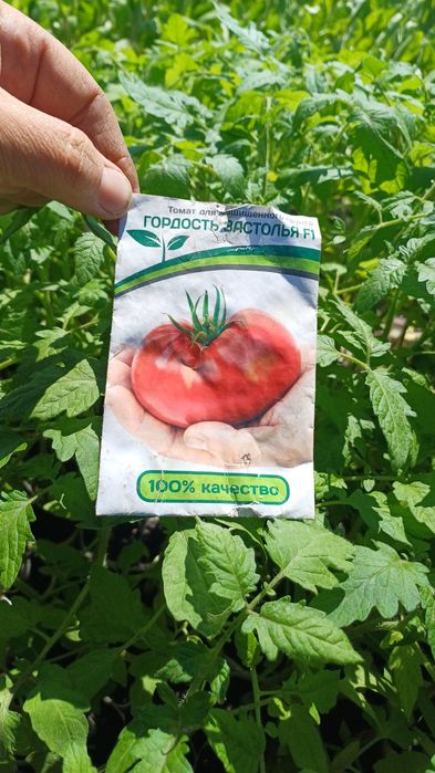 Продам рассаду цветов и овощей.