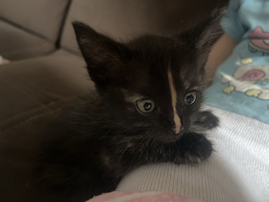 СРОЧНО! Котенок в добрые руки