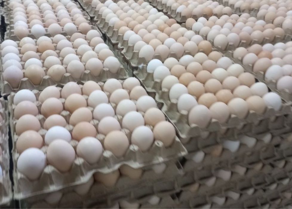 Tuxum sotiladi arzon narxlarda