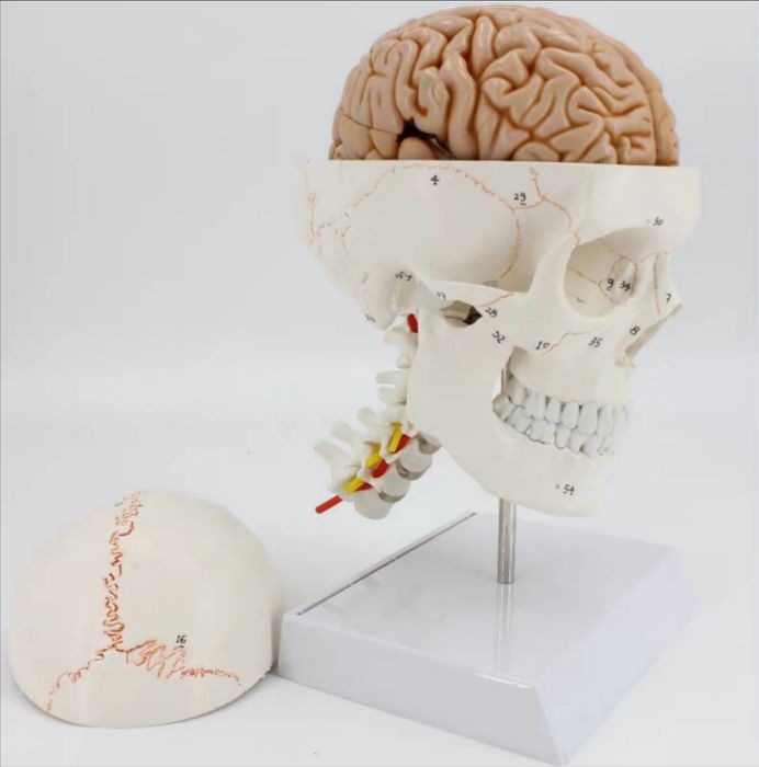 Анатомический муляж человека , муляж черепа с мозгом