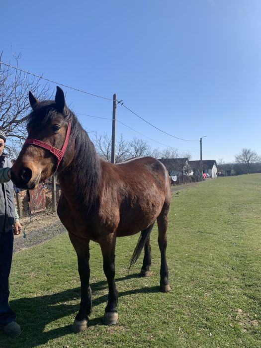 Vând iapa de 4 ani sau dau pe o vaca cu lapte