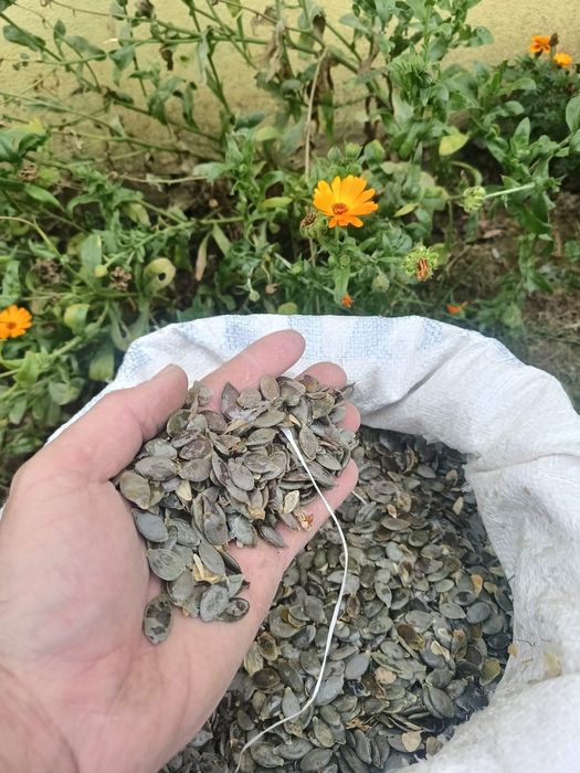 Semințe dovleac Stirya