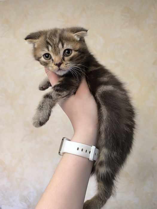 Продаются котята