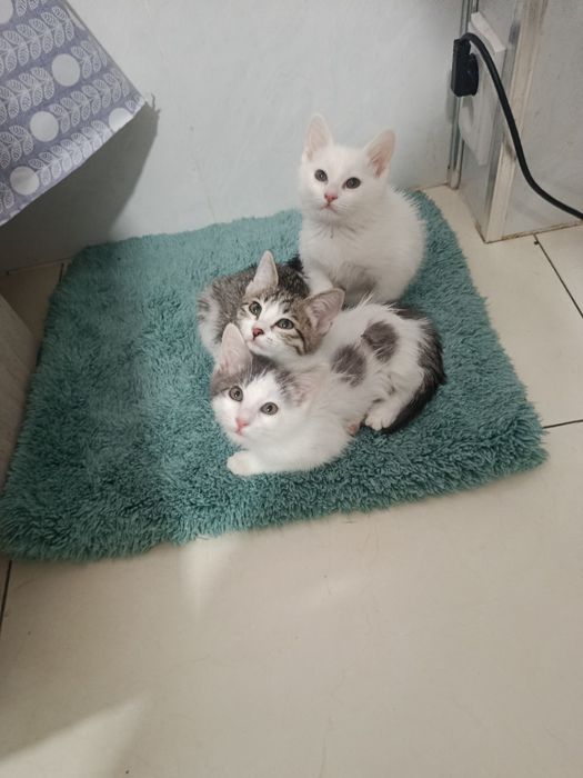 Котятки в добрые руки