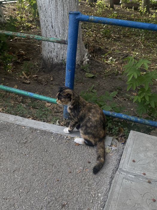 Котик в добрые руки