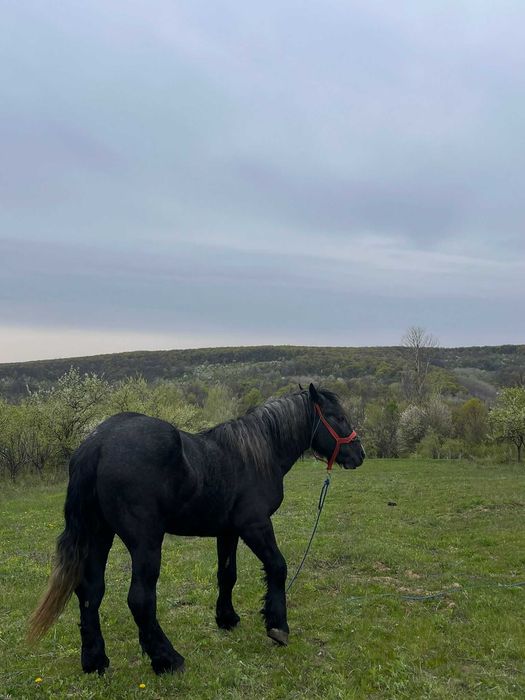 Vând armăsar PERCHERON!!