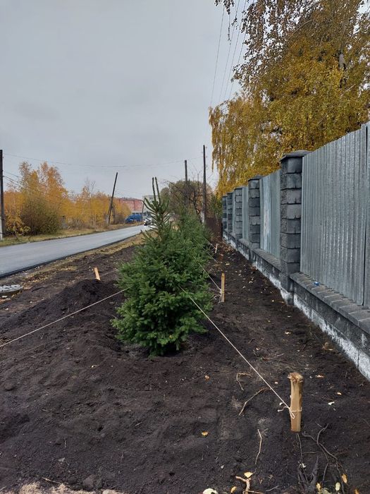 Озеленение участка