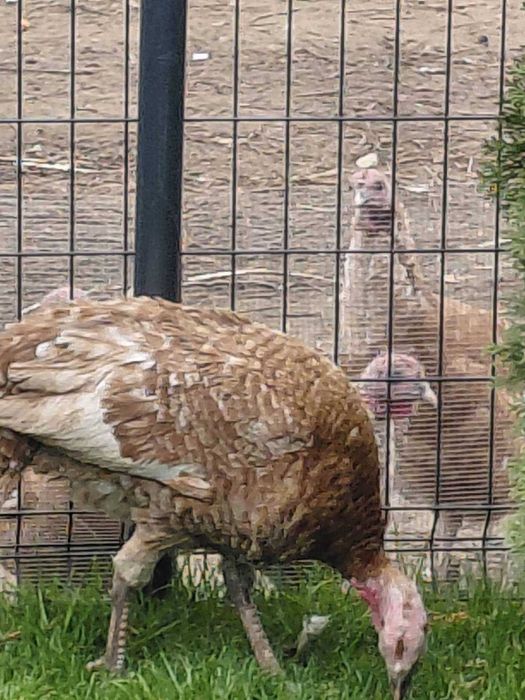 Продавам оплодени яйца от пуйки