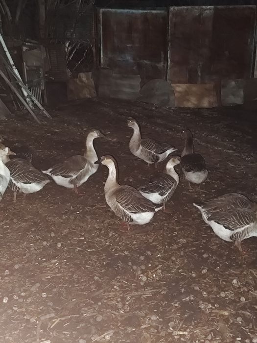 Гуси серой породы