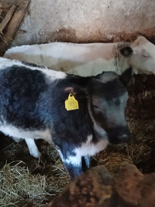De vinzare 2 vitele belgiene  pret 4600  lei