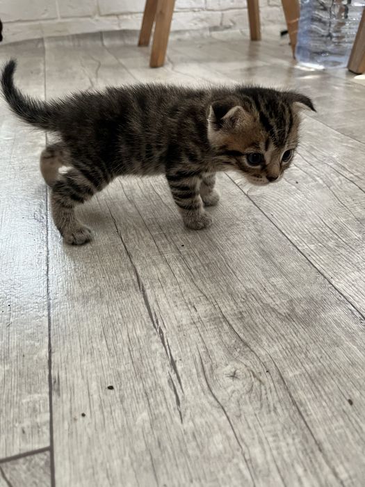 Британские котята