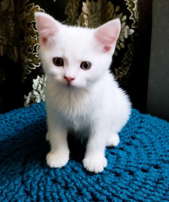 Продаются котята белого цвета Oq rangli mushukchalar sotiladi