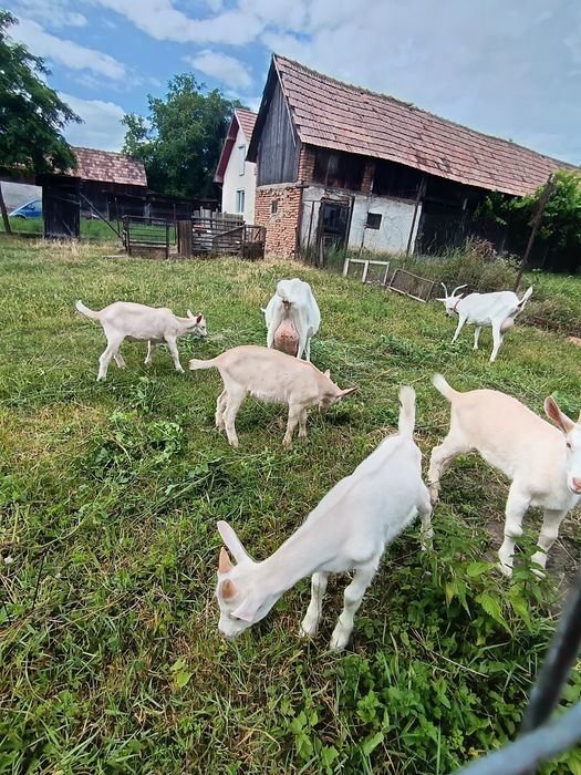 Vand o capră la prima fătare și Iezi metiși sannen cu alpin francez