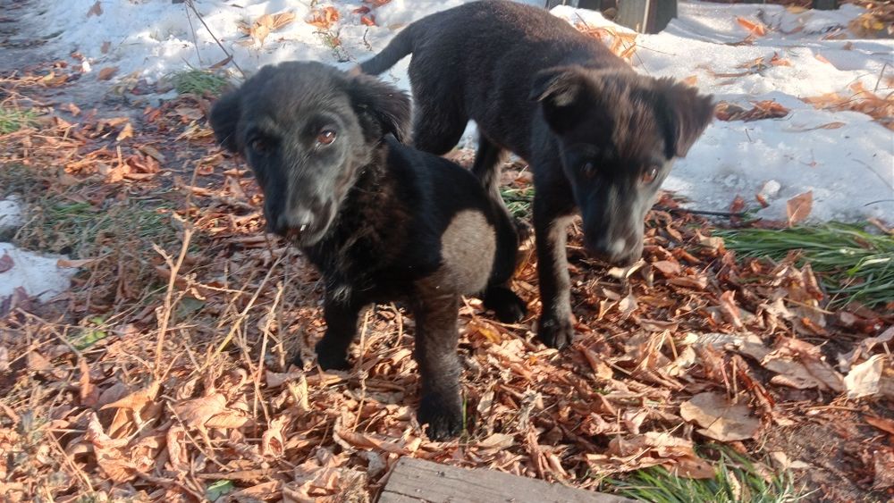 Щенки в добрые руки