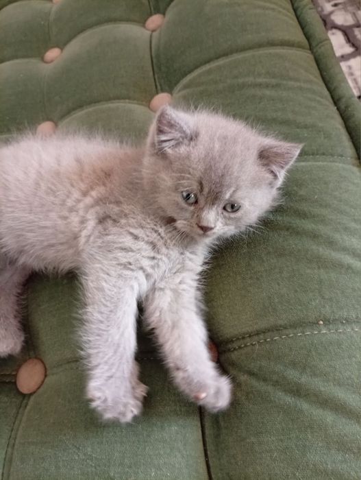 мушукча сотилади акция нархда улгуриб колинг