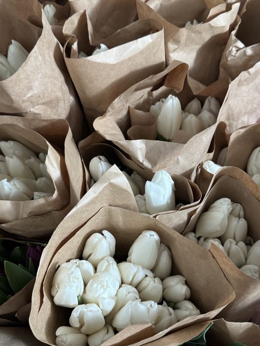 Тюльпаны предзаказы