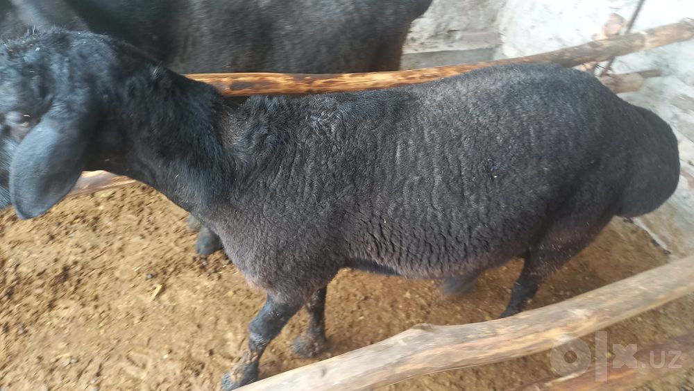 Boqilgan 2ta qo'chqor sotiladi