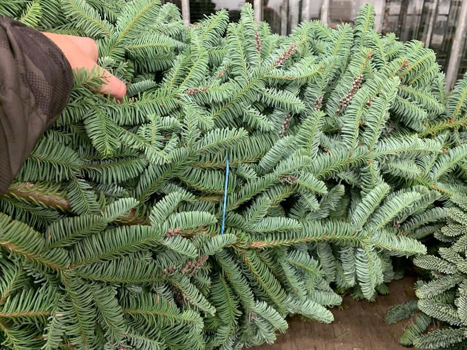 Веточки нобилиса,оптом и штучно