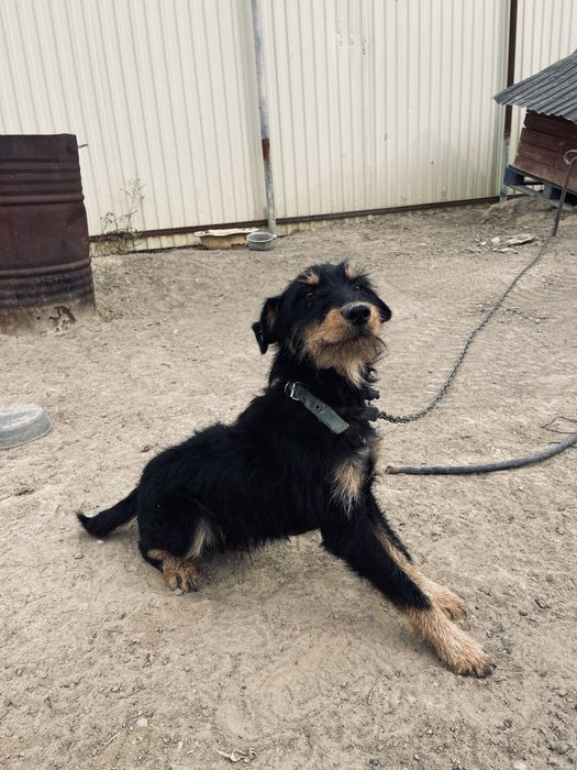 Ягтерь ягтер ягтер ягтер