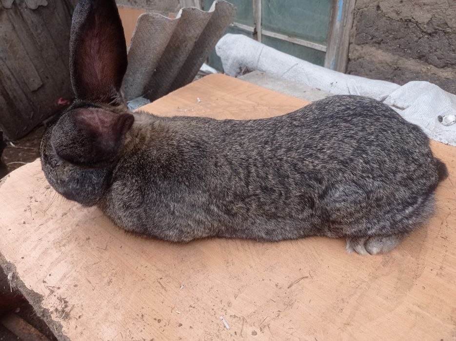 Продам крола,серый великан