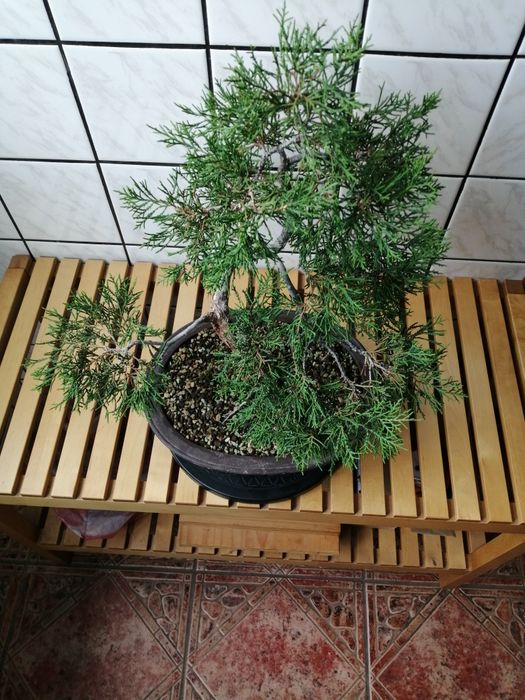 Бонсай - Юниперус