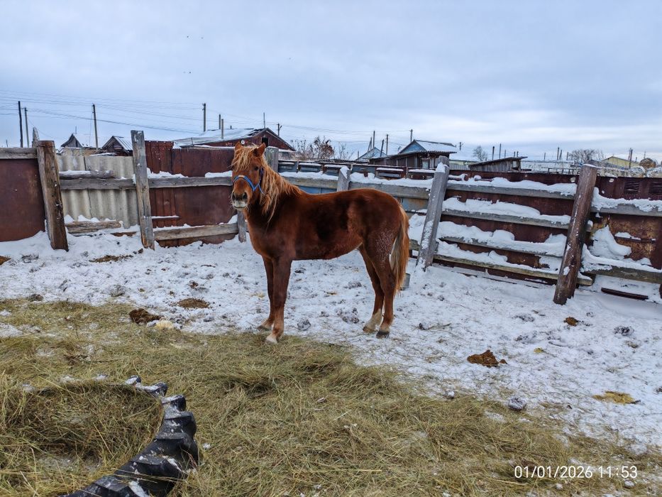 Продам лошадей до 15 голов