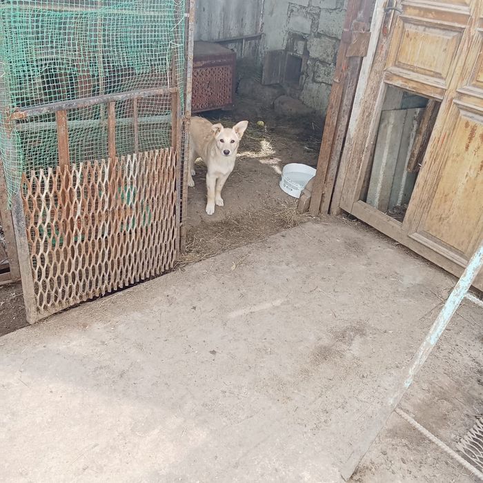 Щенок в ответственные руки