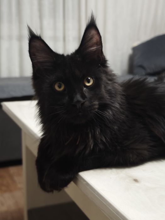 Мейн Кун мальчики