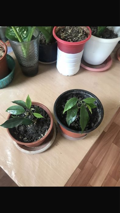 Фикус Бенджамина