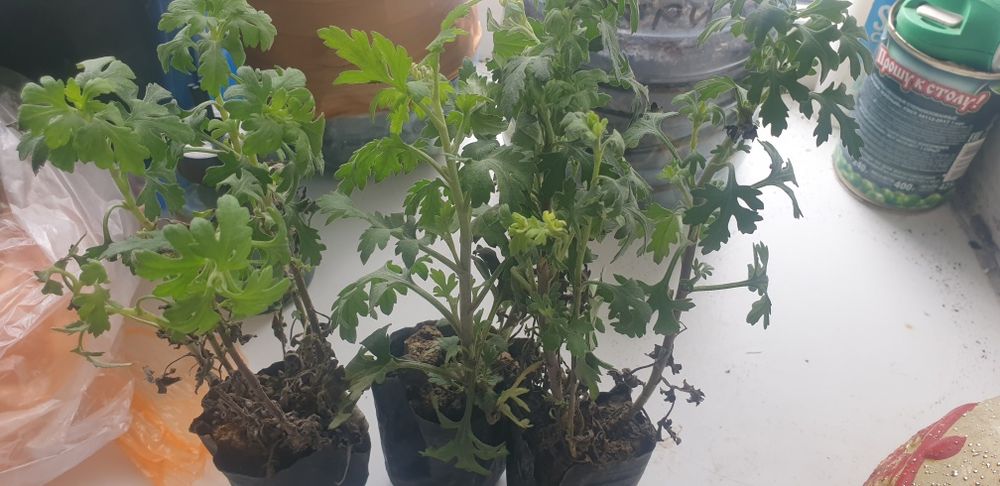 Продам саженцы мультифлоры.