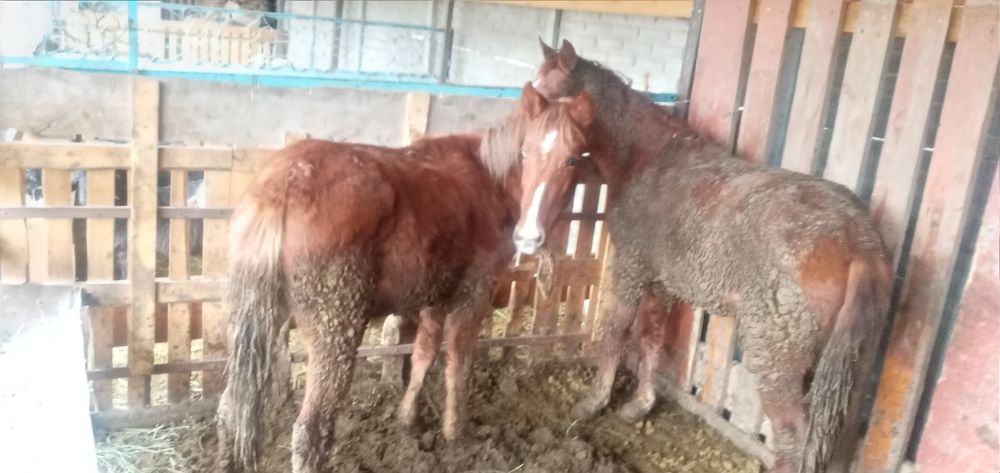 Продаются лошади