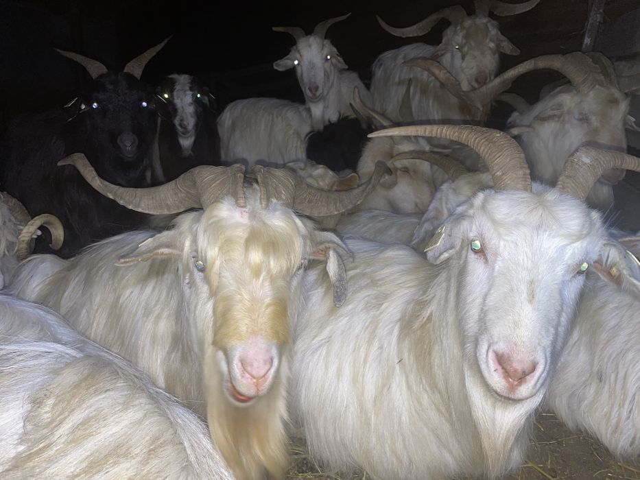 Disponibili țapi Carpatini