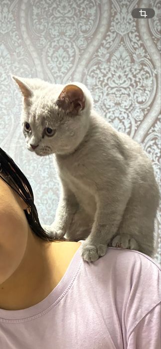 Продам котенка скоттиш страйт