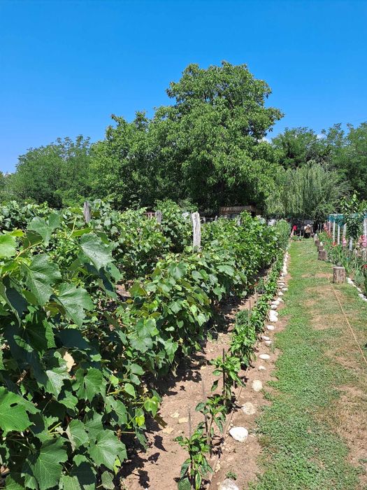 Teren Intravilan Com.Polovragi 2734 mp/Livada/Vita de vie/Transalpina