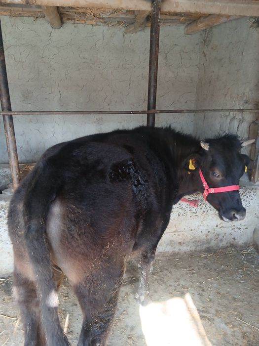 Тана сотилади манзил самарканд жомбойда