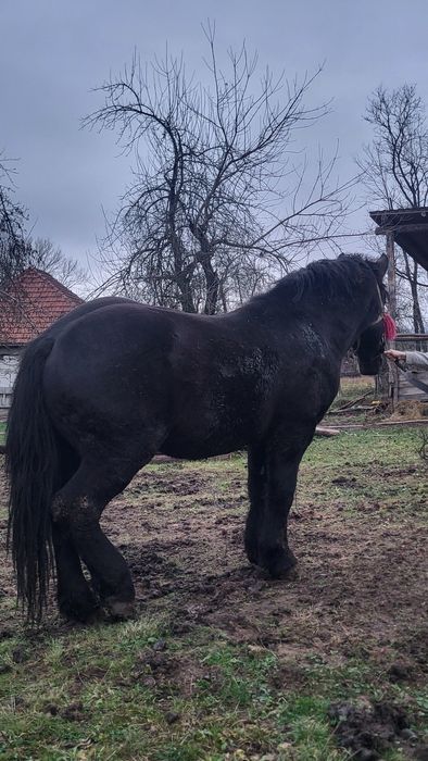 Vând mânz negru greu