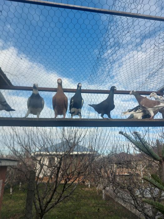 De vânzare voiajori  germani