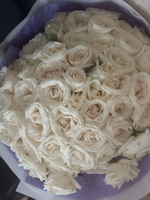 51 одна роза,свежие