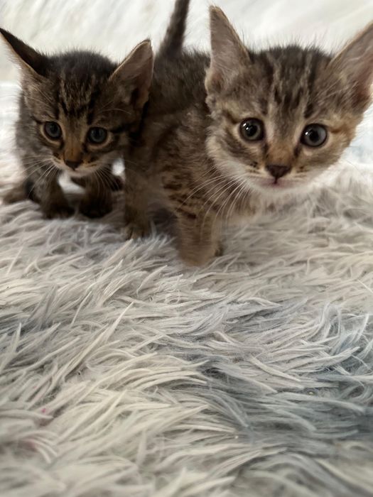 Маленких котят бесплатно