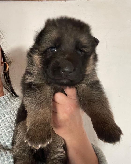 Щенки немецкой овчарки