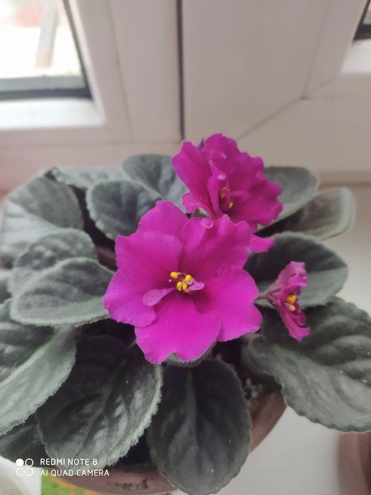 Продам молодые фиалки