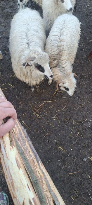 Oi de vanzare oile sunt si fatate din ele