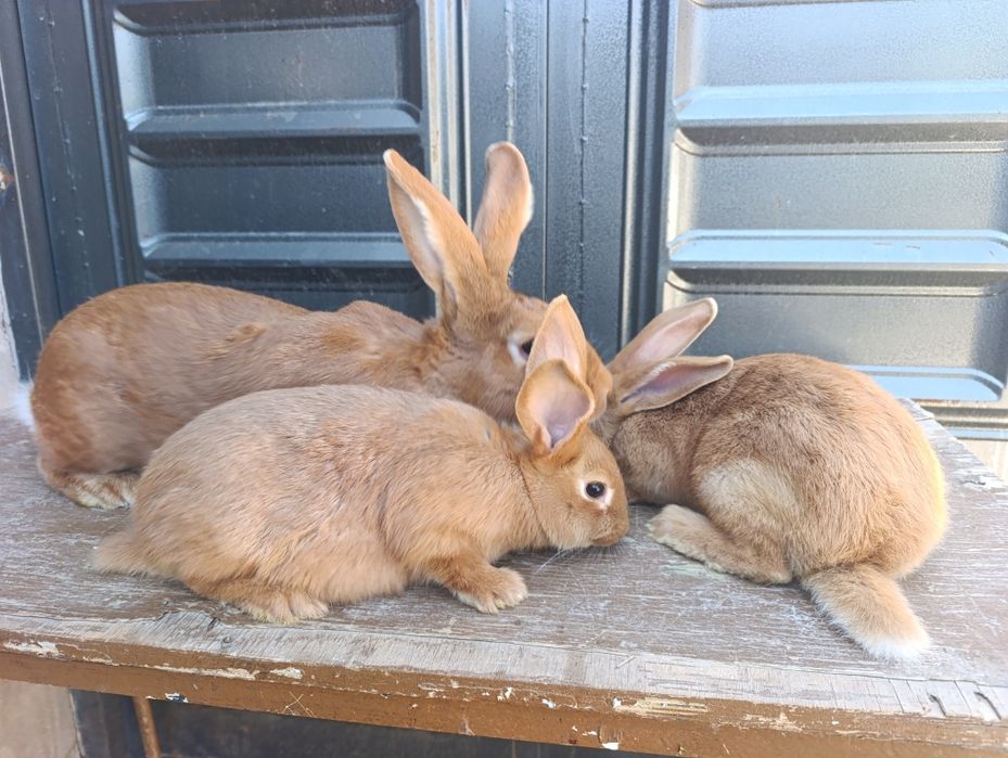 Burgunt quyon bolalari sotiladi