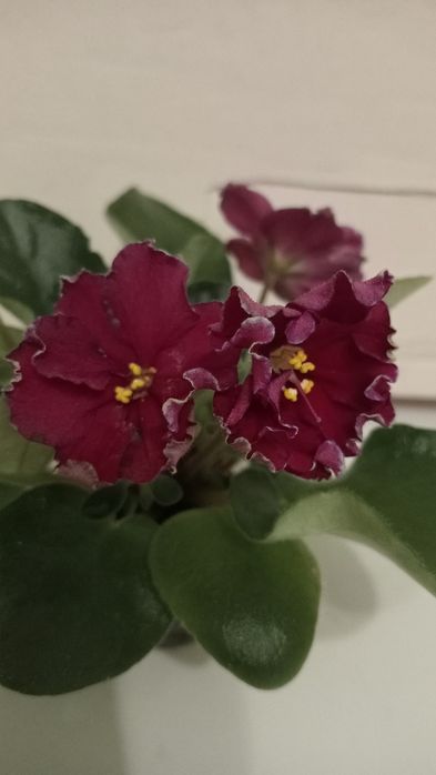 Детки фиалки AB-"Сердце матери"