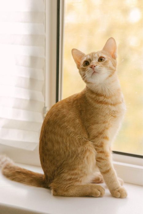 Рыжий котик ищет дом