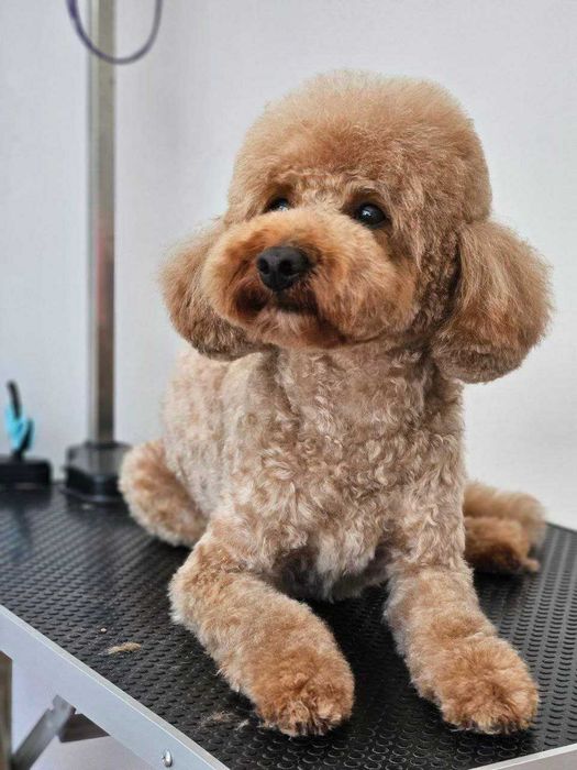 Той Пудел Poodle Toi