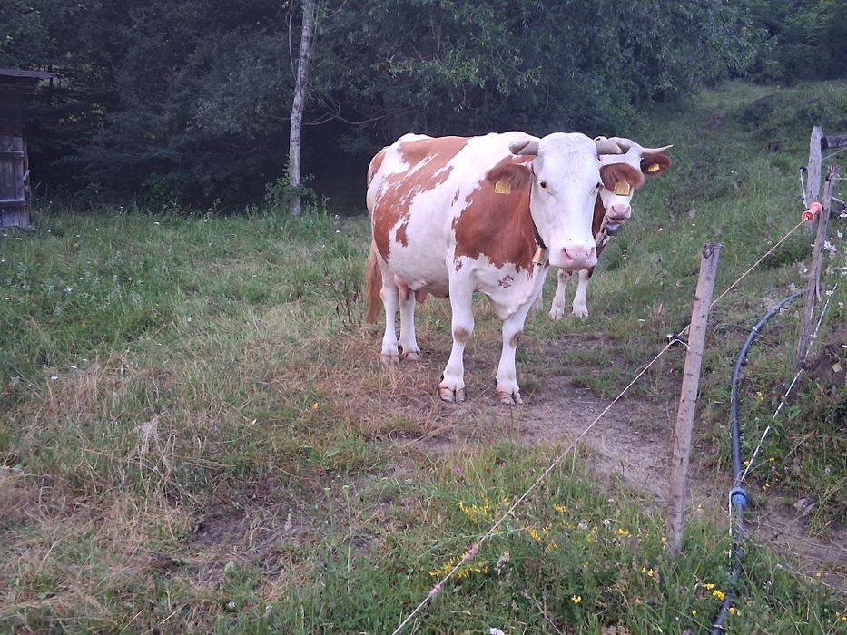 Vaca.  De   vanzare