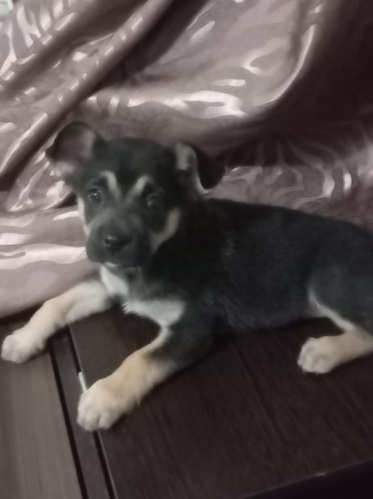 Щенок в добрые руки