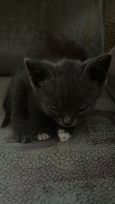 Милые котята, отдаем в добрые руки